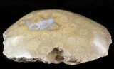 Polished Fossil Coral Head - Morocco #44930-2